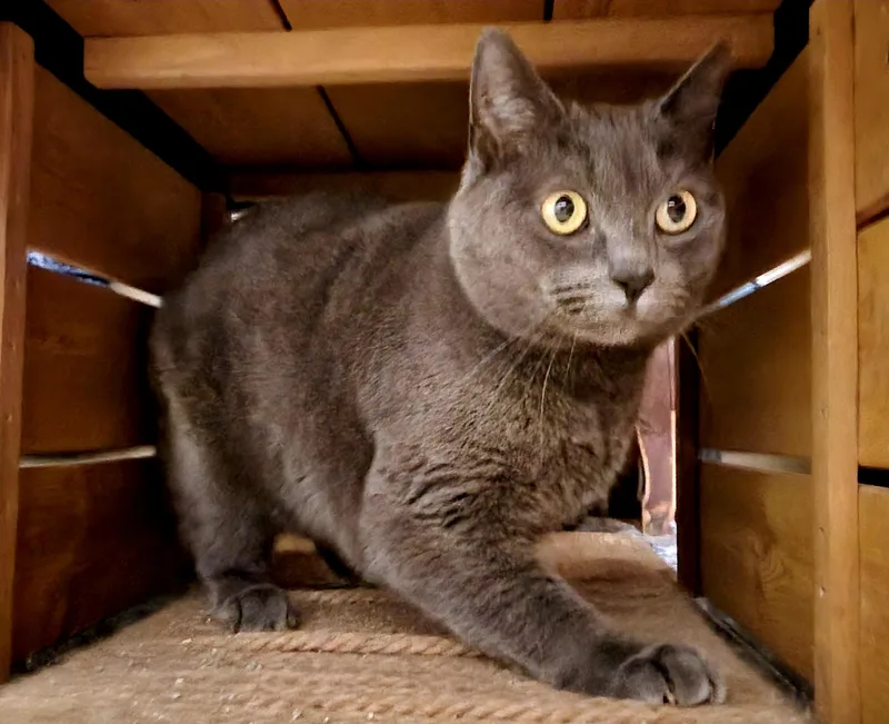 Lita Ford thumbnail 3