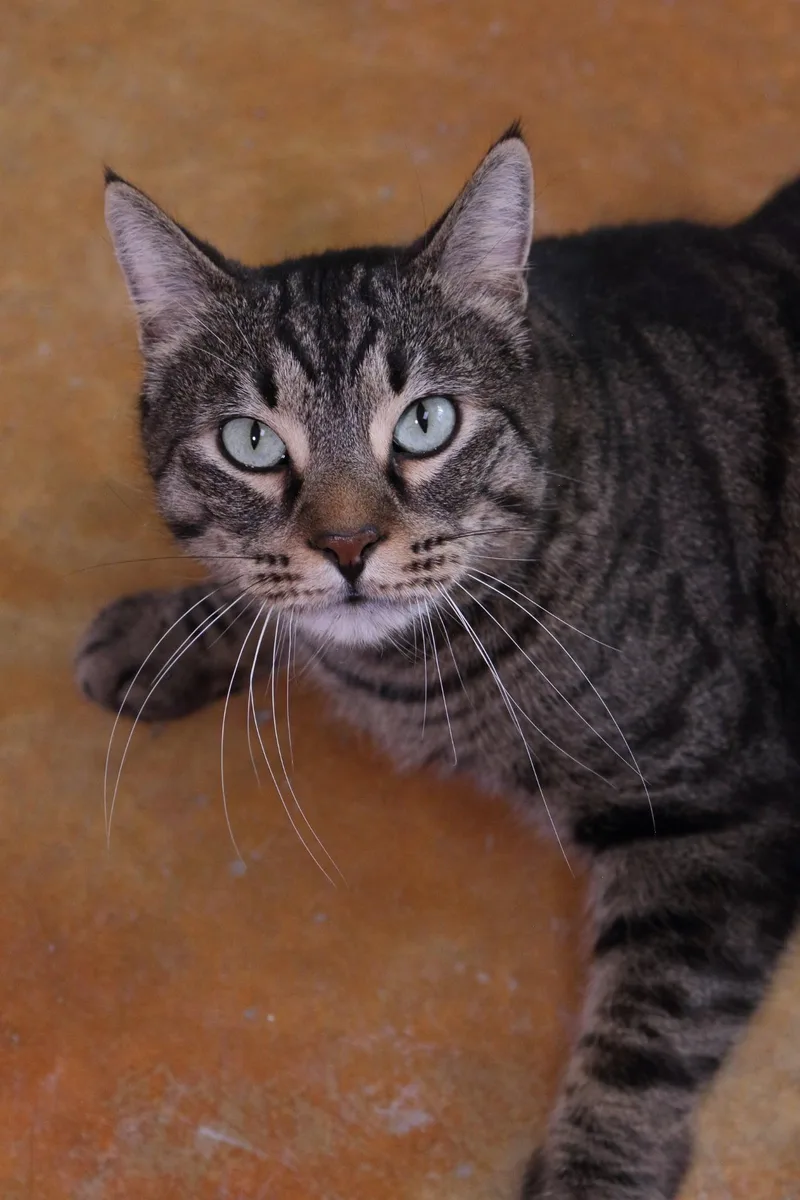 An adult medium-sized male Domestic Short Hair cat named Bagheera for adoption in Austin, MN