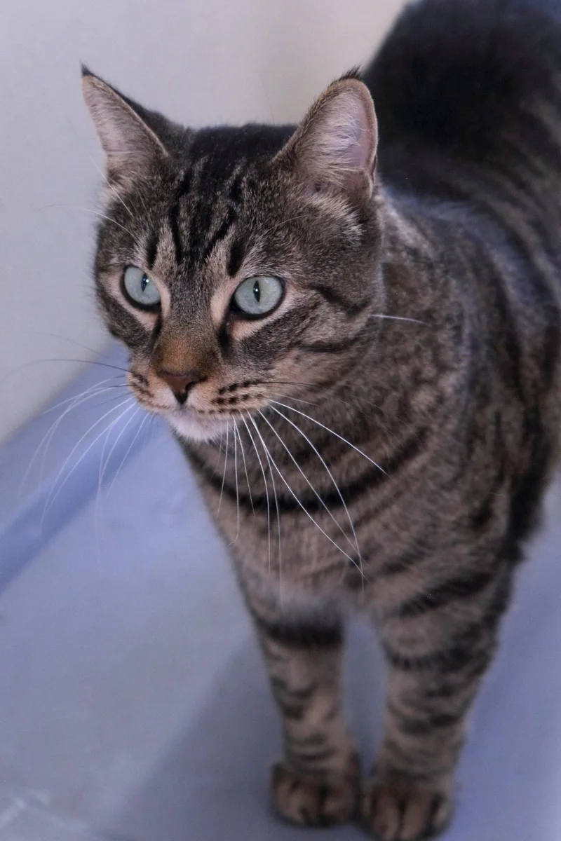 Bagheera thumbnail 3