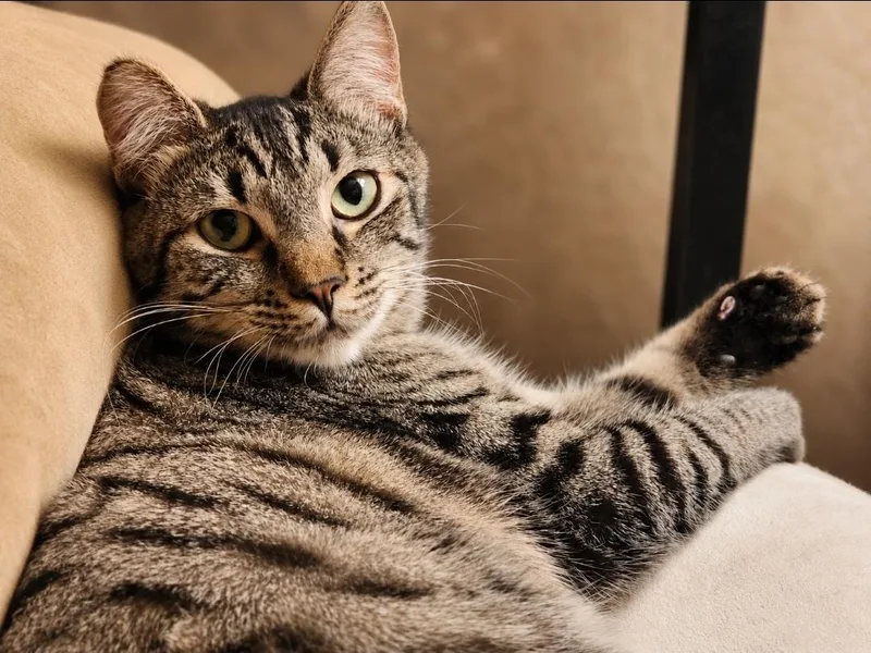 A young medium-sized female Gray / Blue / Silver Tabby cat named Ado Luvu for adoption in Keizer, OR