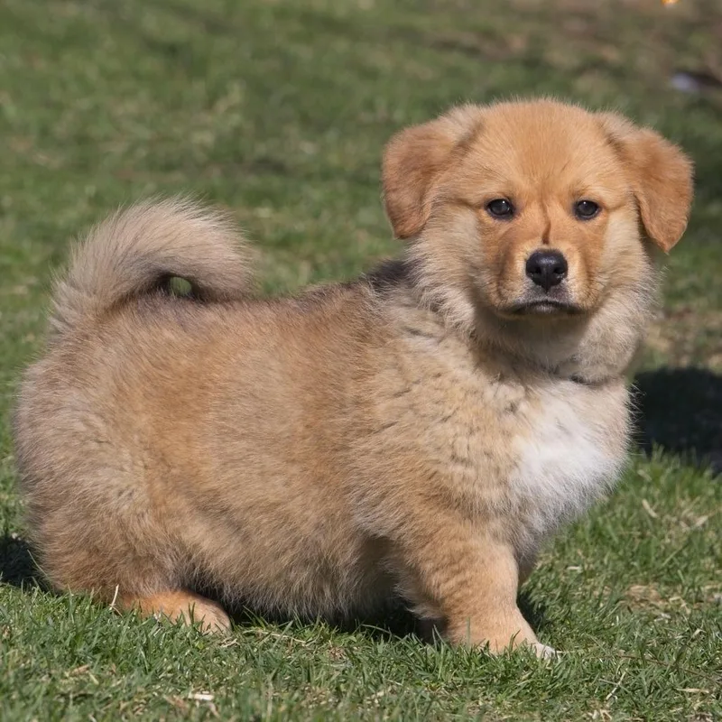 Puppy Bear thumbnail 2