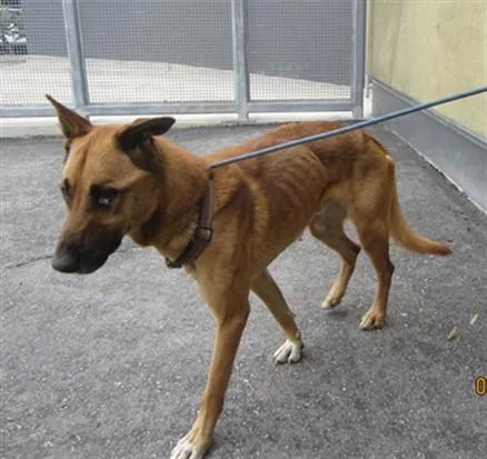 An adult large-sized male Belgian Shepherd / Malinois dog named Jojo for adoption in Los Angeles, CA