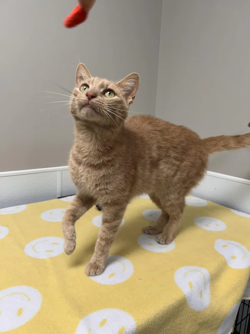 An adult large-sized male Buff / Tan / Fawn Domestic Short Hair cat named Grub for adoption in Shepherdsville, KY