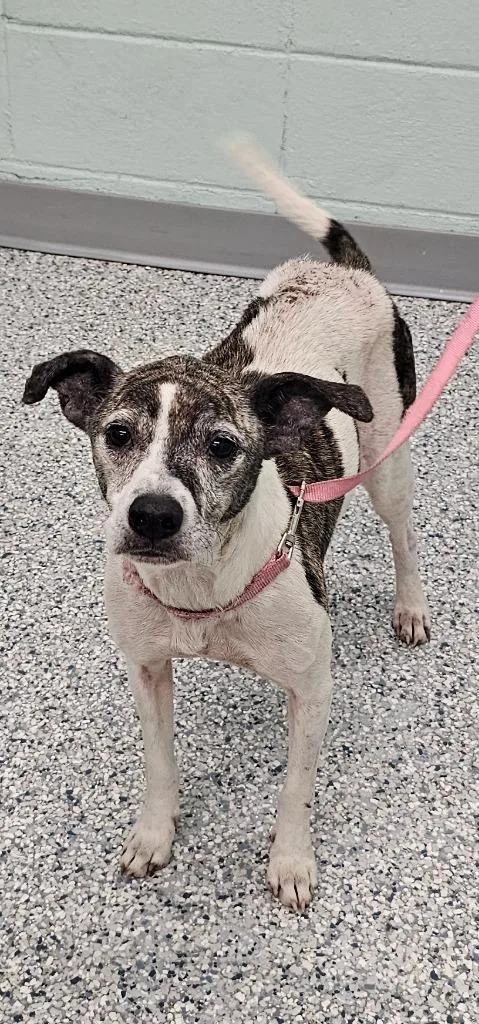 An adult medium-sized female Terrier dog named Tinkerbell for adoption in Athens, TN
