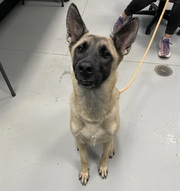 An adult large-sized female Belgian Shepherd / Malinois dog named Chloe for adoption in Palmetto, FL