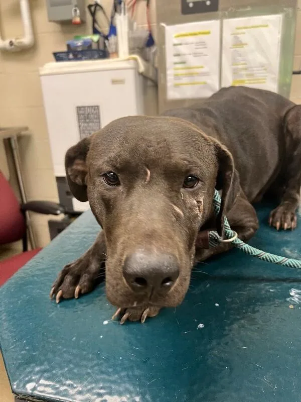 An adult medium-sized male Black Labrador Retriever dog named Coal for adoption in Mobile, AL