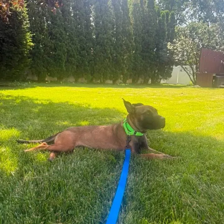 A young medium-sized female Red / Chestnut / Orange Mixed Breed dog named Sundrop for adoption in DeKalb, IL