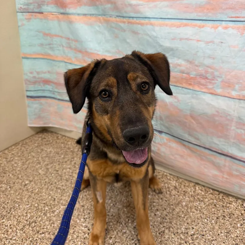 Kona Bear thumbnail 2