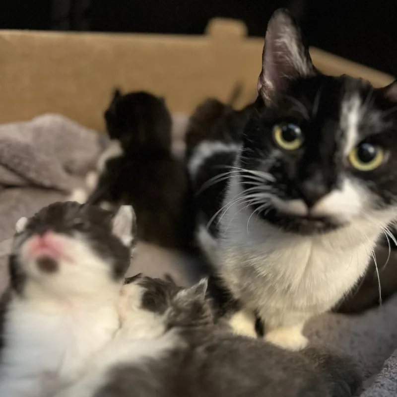 Bread Basket thumbnail 2