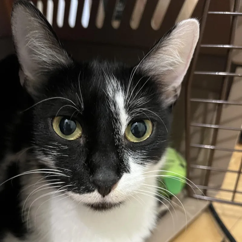 Bread Basket thumbnail 3