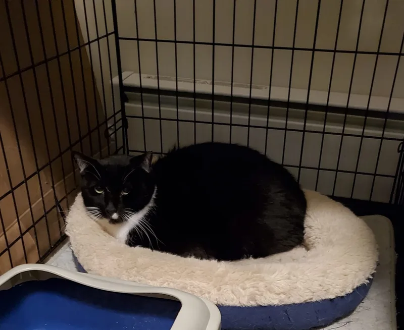 Sylvester thumbnail 2