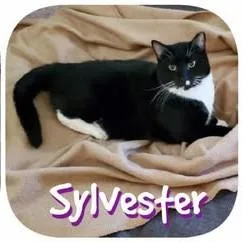 Sylvester thumbnail 3