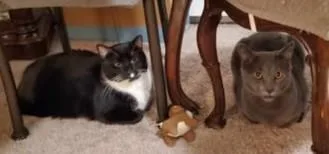 Sylvester thumbnail 4