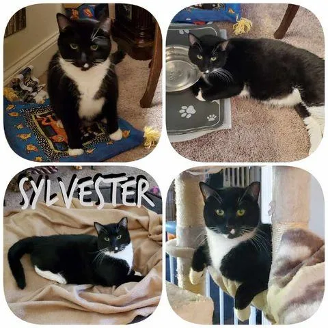 Sylvester thumbnail 5