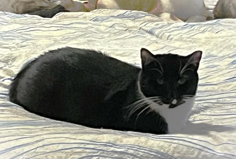 Sylvester thumbnail 6