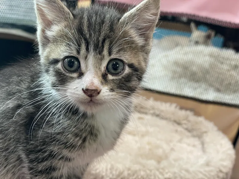 A baby medium-sized female Tabby (Brown / Chocolate) Domestic Short Hair cat named Tokitae and Cathlamet for adoption in Seattle, WA