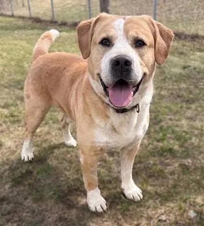 An adult large-sized male Mixed Breed dog named Logan for adoption in Baraboo, WI