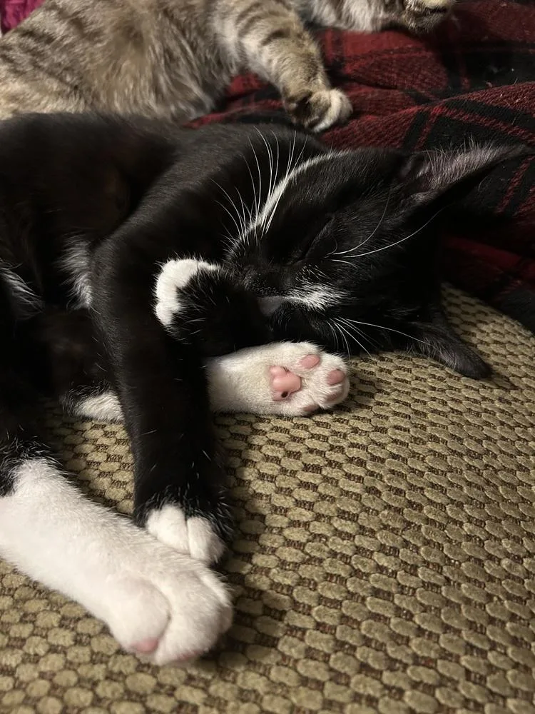 Beans thumbnail 5