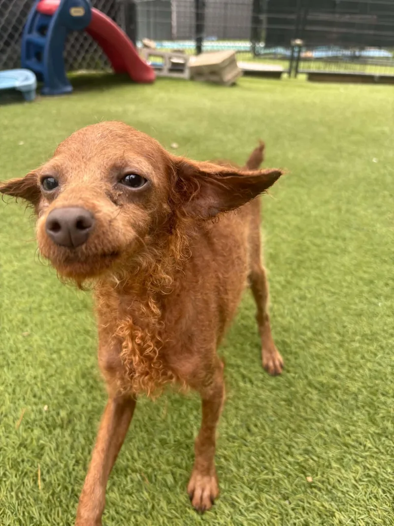 A young small-sized male Poodle (Toy) dog named Tiny Percy for adoption in Groton, CT