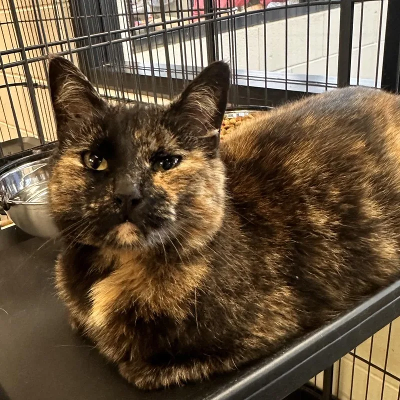 A young medium-sized female Tortoiseshell Domestic Short Hair cat named Claire Dunphy for adoption in Rocky Mount, VA
