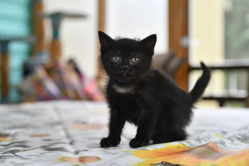 A baby medium-sized male Black Domestic Short Hair cat named Scott for adoption in Hermitage, PA