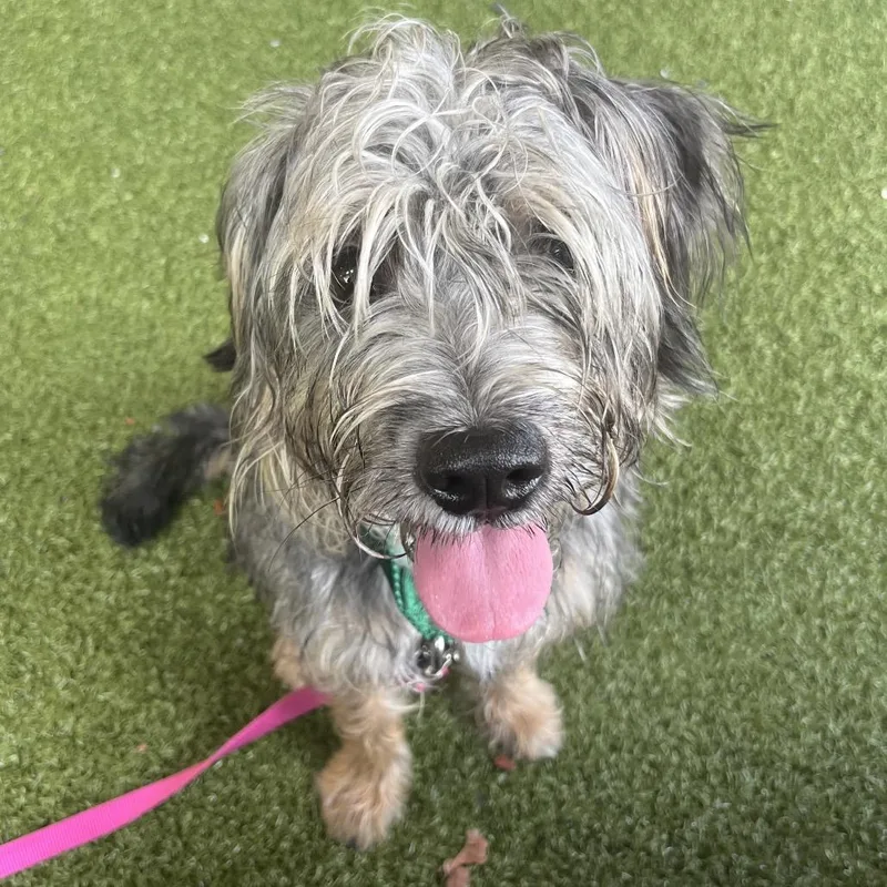 An adult small-sized male Black Border Terrier dog named McCoy for adoption in West Palm Beach, FL