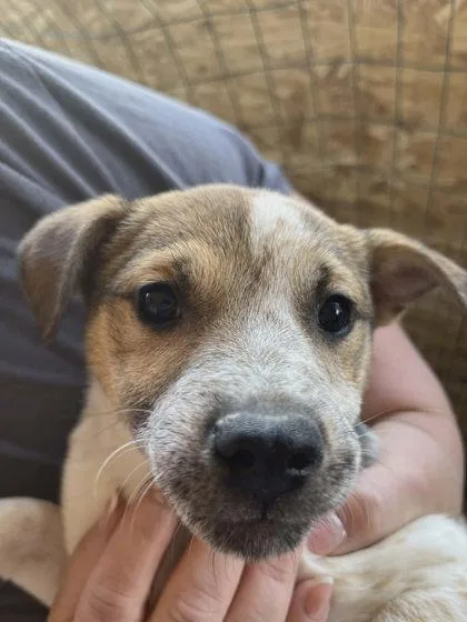 A young medium-sized female Mixed Breed dog named Caramel for adoption in Beatrice, NE