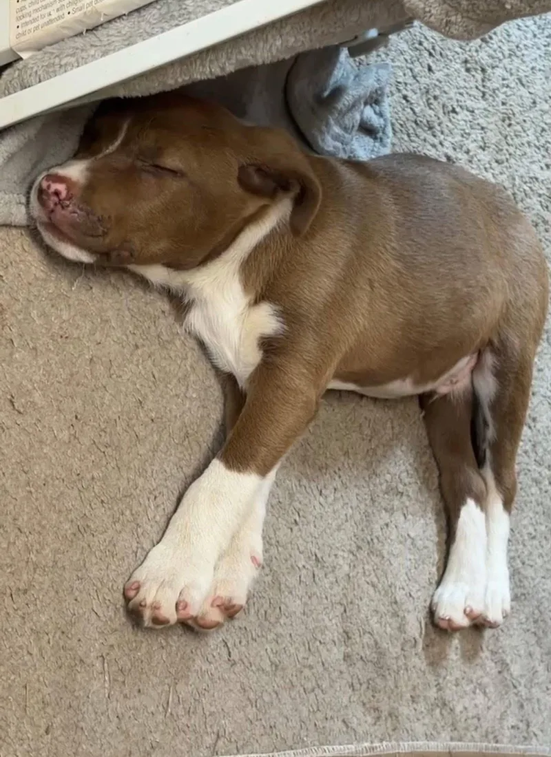 A baby medium-sized male Golden Pit Bull Terrier dog named Bec for adoption in Semmes, AL