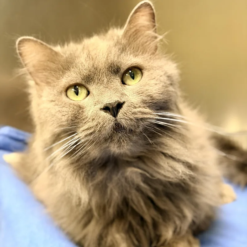 A senior medium-sized male Gray / Blue / Silver Domestic Long Hair cat named Chai for adoption in Jackson, NJ
