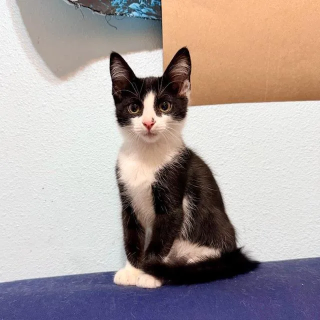 A baby small-sized female Domestic Short Hair cat named Thalia for adoption in Tustin, CA