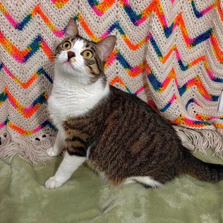 An adult medium-sized female Tabby (Brown / Chocolate) Domestic Short Hair cat named Summer for adoption in Benld, IL