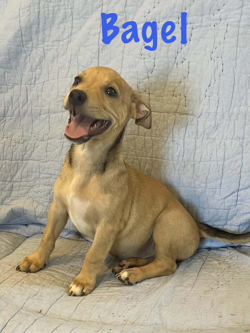 A baby medium-sized male Basset Hound dog named Bagel for adoption in Pipe Creek, TX