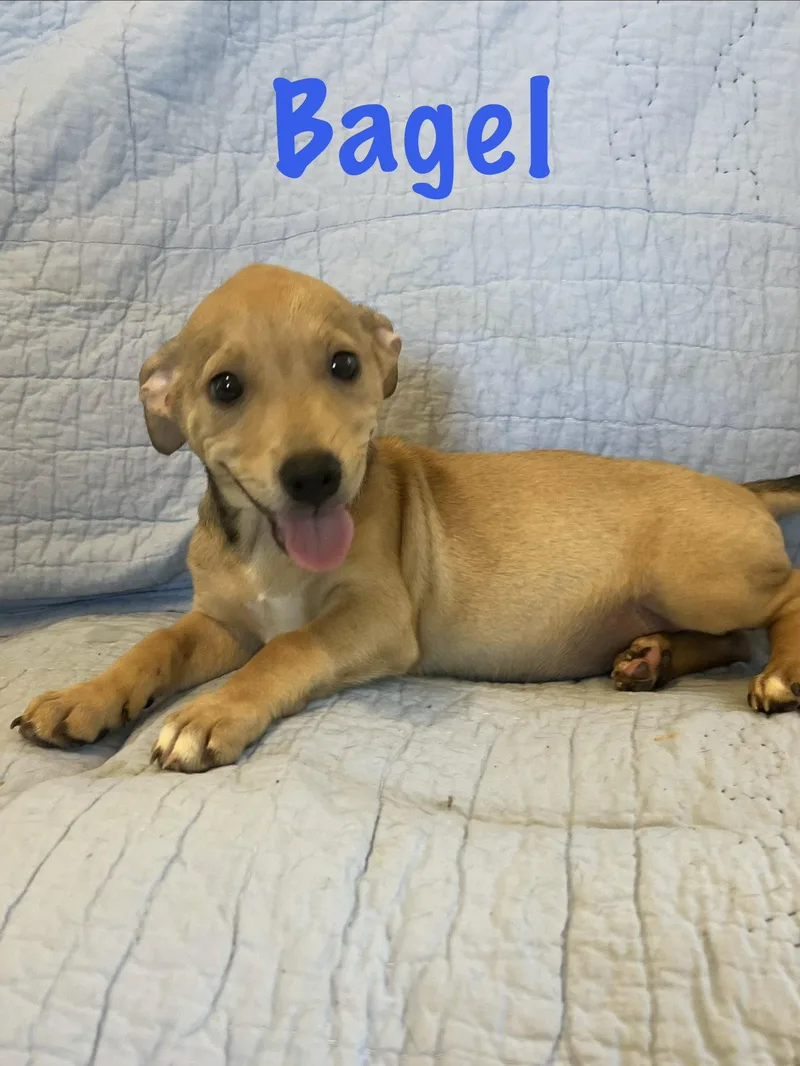 Bagel thumbnail 3