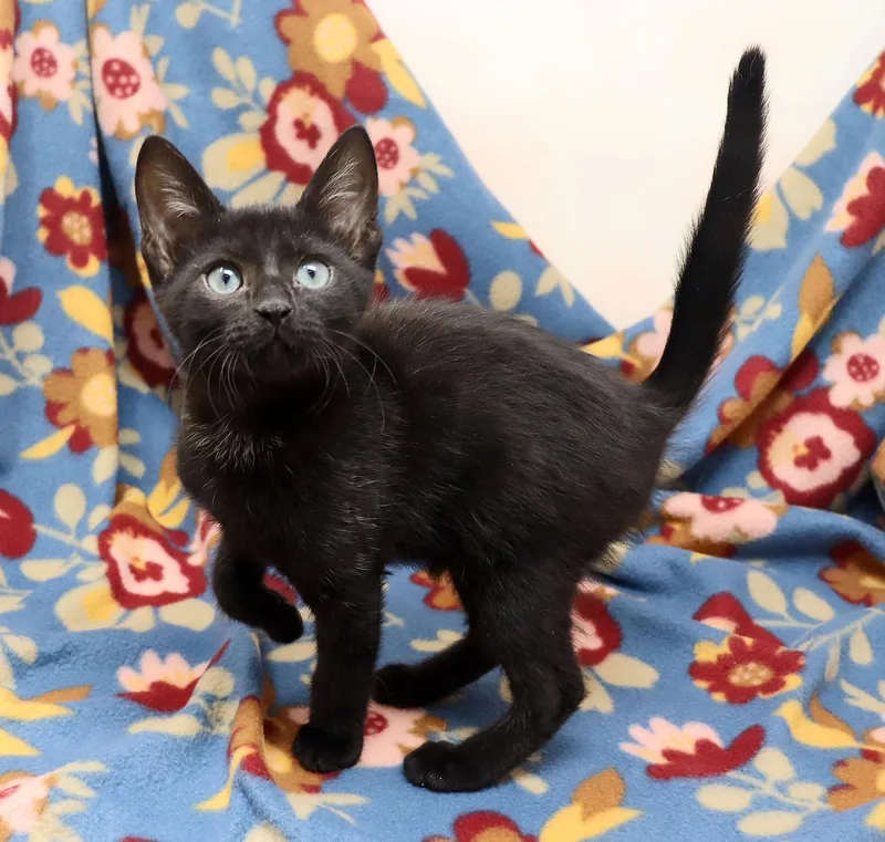 A baby medium-sized female Black Domestic Short Hair cat named Circe for adoption in Tierra Verde, FL