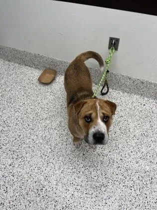 An adult medium-sized male Shar-Pei dog named Mash for adoption in Atlanta, GA