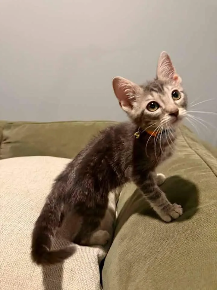 A baby medium-sized male Tabby (Gray / Blue / Silver) Domestic Medium Hair cat named Fin for adoption in Calera, AL