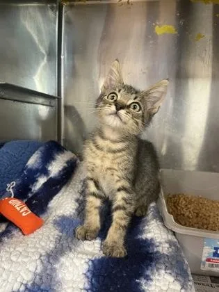 A baby small-sized male Domestic Short Hair cat named Chief for adoption in Houston, TX