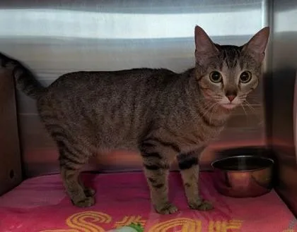 An adult small-sized female Domestic Short Hair cat named Tavvy for adoption in Missoula, MT
