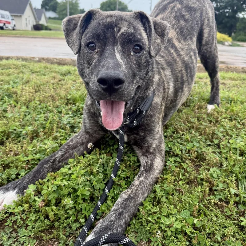 A young medium-sized male Brindle Mixed Breed dog named Merlin Fc Tm for adoption in Union, MO