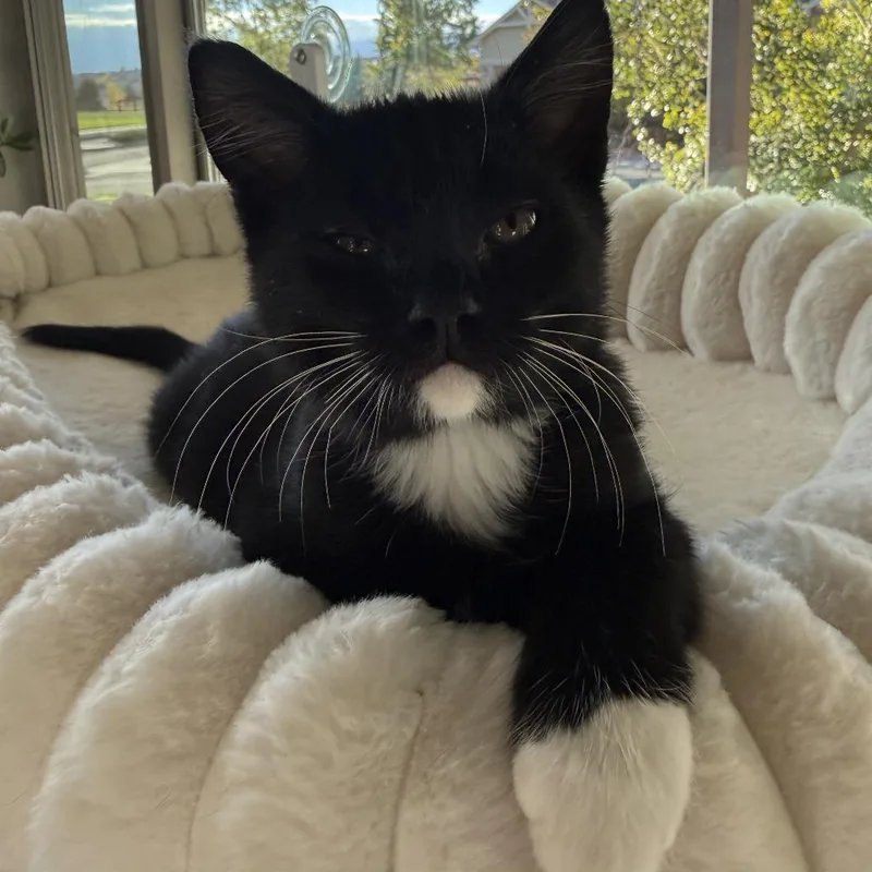 A baby small-sized male Black Domestic Short Hair cat named 007 for adoption in Colorado Springs, CO