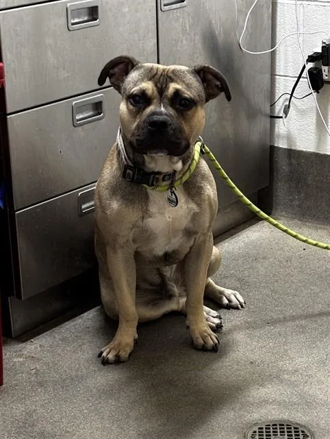 An adult medium-sized male American Bulldog dog named Bobo for adoption in Upper Marlboro, MD