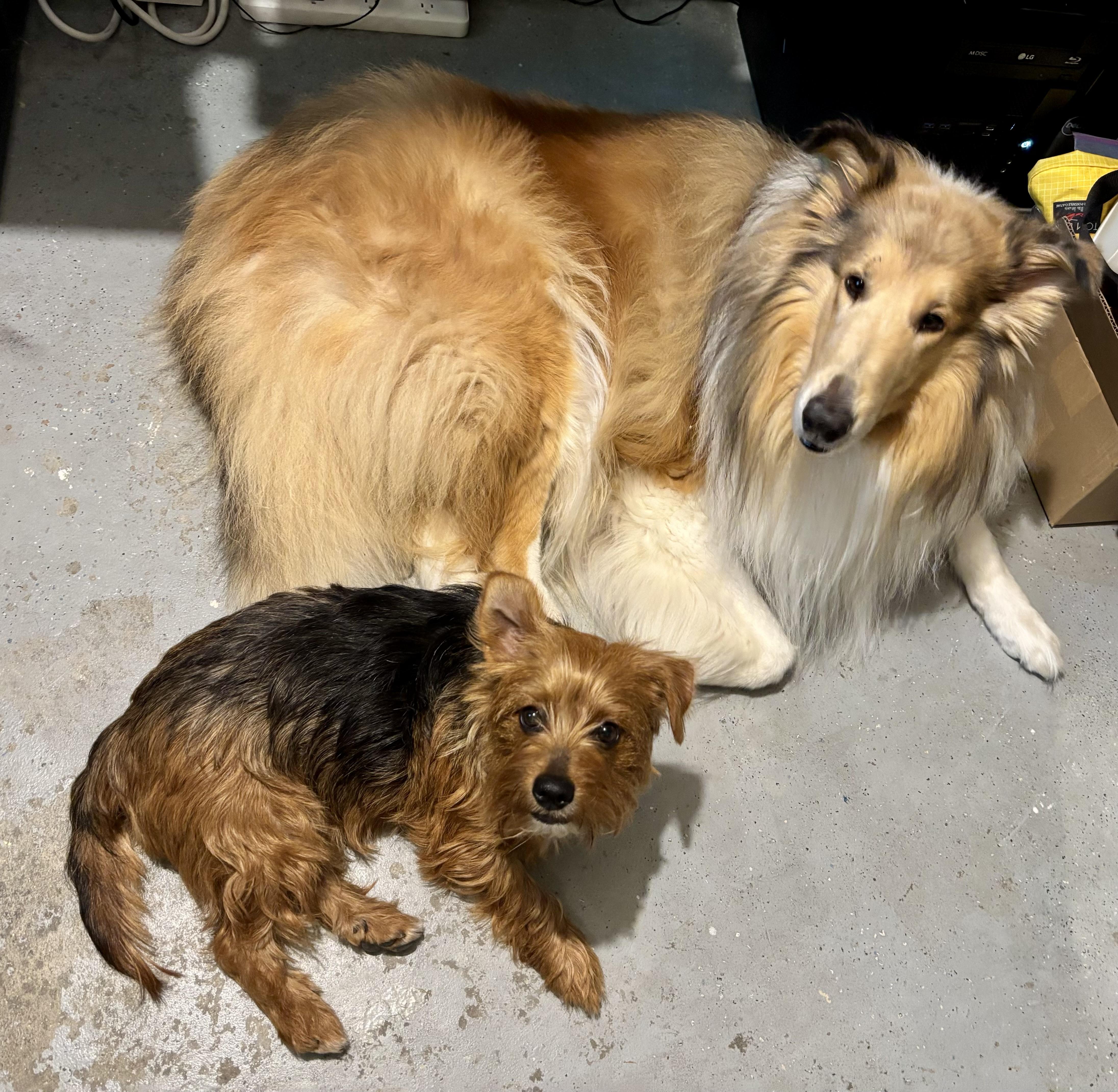 A young small-sized male Tricolor (Brown, Black, & White) Yorkshire Terrier dog named Bear for adoption in Norco, CA