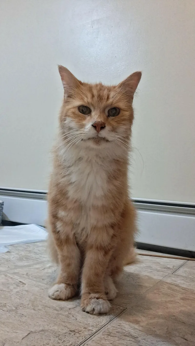 An adult medium-sized male Orange & White Domestic Short Hair cat named Gus for adoption in Glastonbury, CT