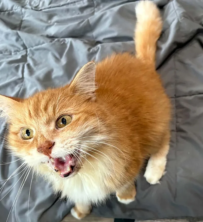 Gus thumbnail 3