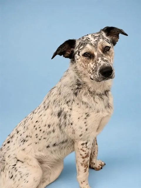 A young medium-sized female Border Collie dog named Millie for adoption in Westminster, MD