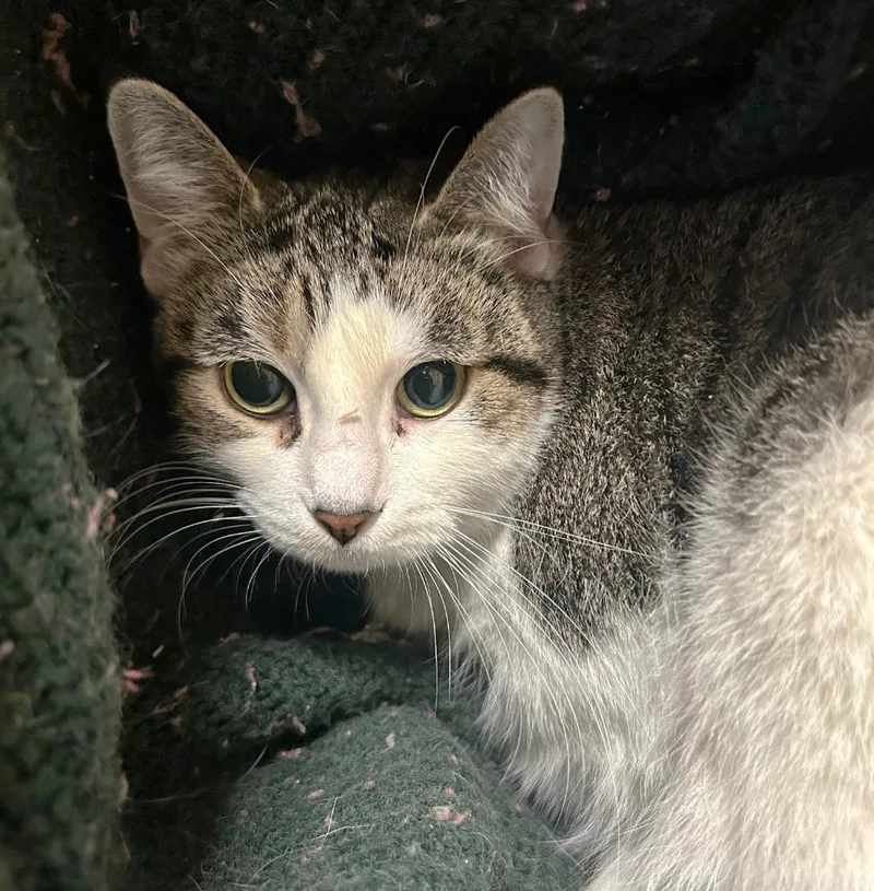 An adult medium-sized female Domestic Short Hair cat named Bloom for adoption in Spooner, WI