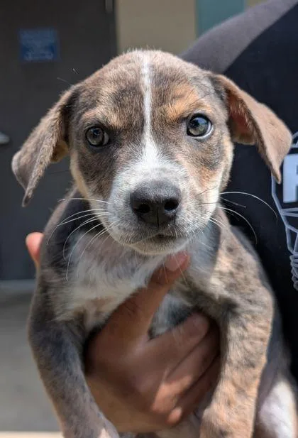 An adult small-sized male Shepherd dog named Dumpling for adoption in Mansfield, TX