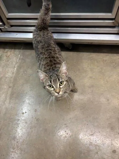 A young small-sized female Domestic Short Hair cat named Jessie for adoption in Paducah, KY