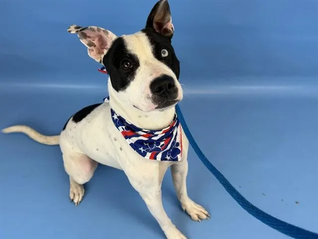 A young medium-sized male Pit Bull Terrier dog named Eightball for adoption in Colorado Springs, CO