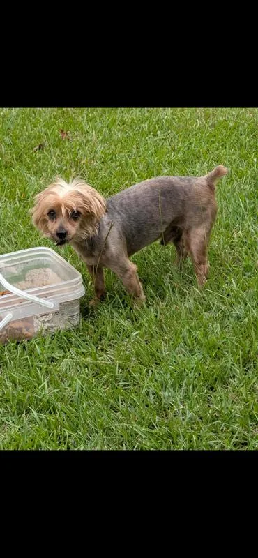 An adult small-sized male Sable Yorkshire Terrier dog named Peakaboo for adoption in Garland, TX